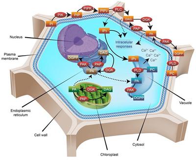 Diacylglycerol Kinases Are Widespread in Higher Plants and Display Inducible Gene Expression in Response to Beneficial Elements, Metal, and Metalloid Ions